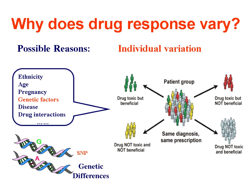 Why does drug response vary? Possible Reasons: Individual variation Ethnicity Age Pregnancy Genetic factors